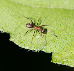 ant in nature. macro