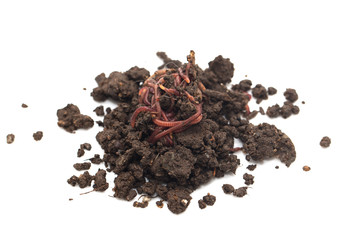 worm in the ground on a white background