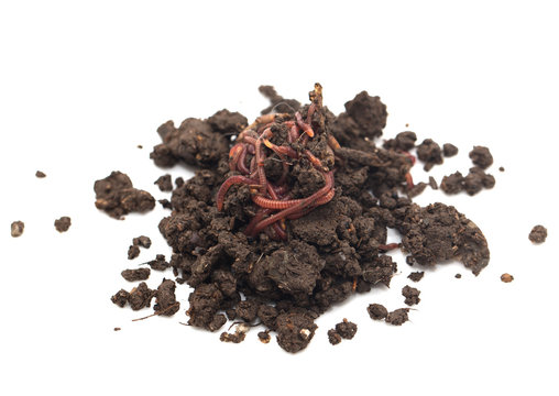 worm in the ground on a white background