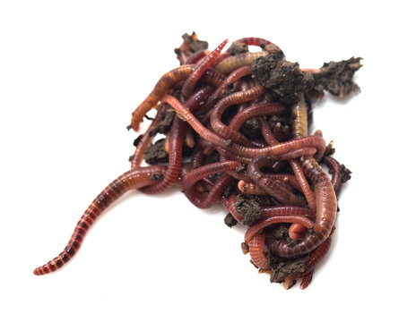 worm in the ground on a white background