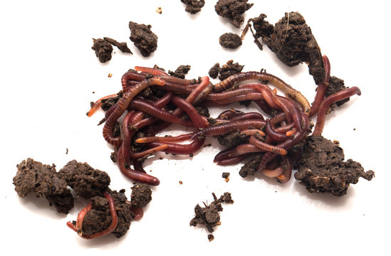 worm in the ground on a white background