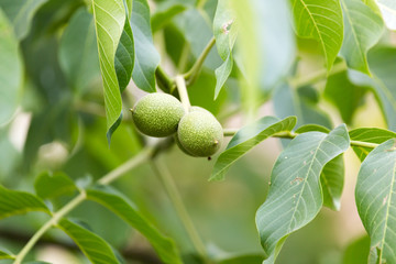 young branches of the walnut