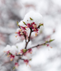 Snow on the trees in spring colors