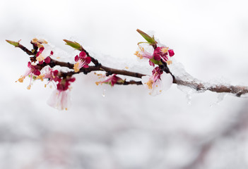 Snow on the trees in spring colors