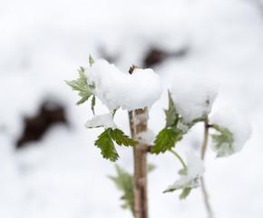 snow on the leaves raspberries