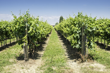 Obraz premium Green Vineyards