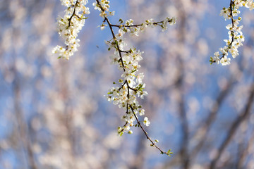 beautiful flowers on the branches of a tree