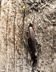 old rusty nail in the piece of wood. macro