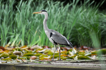 Ardea - Reiher