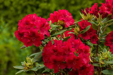 red Rododendro in green