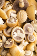 background of mushrooms. macro
