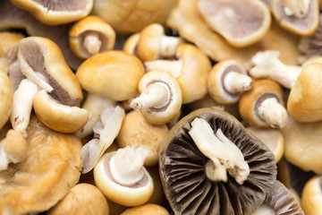 background of mushrooms. macro