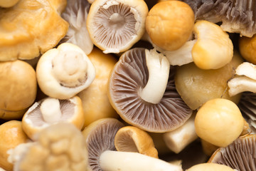 background of mushrooms. macro