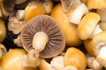 background of mushrooms. macro