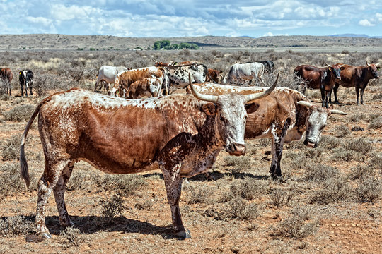 nguni cattle