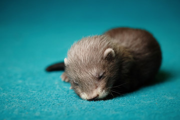 One month old ferret