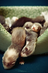 Young male and female 4 weeks old ferrets