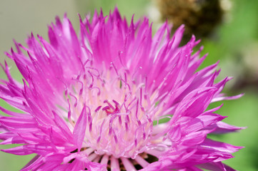 Distel Blume