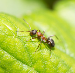 ant in nature. macro