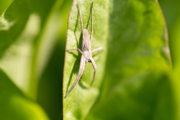 spider in nature. macro
