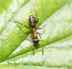 Fototapeta premium ant in nature. macro