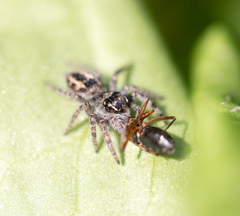spider eating an ant. macro