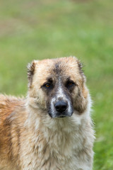 Dog in the meadow