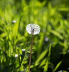 dandelion in nature