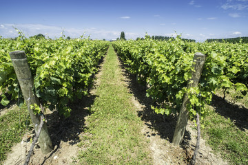 Fototapeta na wymiar Green Vineyards