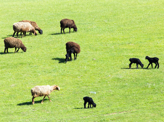 Fototapeta na wymiar sheep in the pasture on the nature