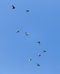 a flock of pigeons in the sky