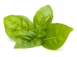 Sweet basil leaves