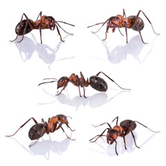 red ant formica rufa on white background