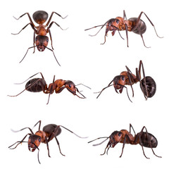 red ant formica rufa on white background