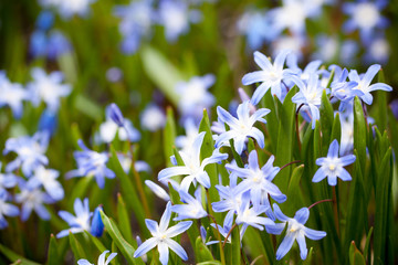 First Spring flowers - blue Scilla siberica