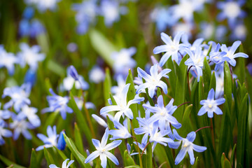 Fototapeta premium First Spring flowers - blue Scilla siberica