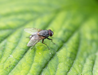 Fototapeta premium fly in nature. macro