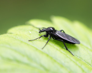 beetle nature. macro