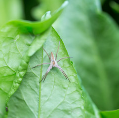 spider in nature. macro