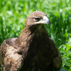 bird hawk nature