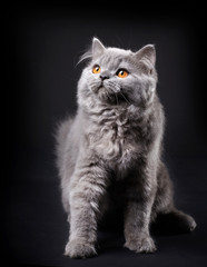 Naklejka na ściany i meble Gray british longhair kitten