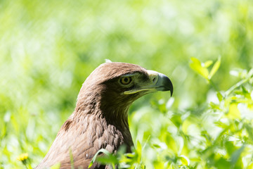 bird hawk nature