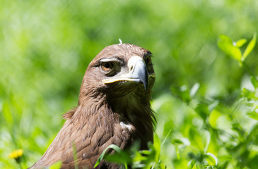 bird hawk nature
