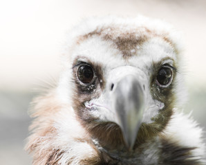 bird hawk nature