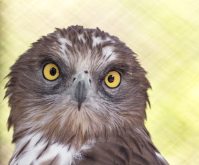 bird hawk nature