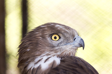 bird hawk nature