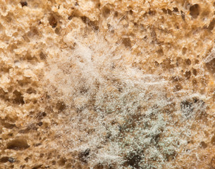 mold on bread. macro