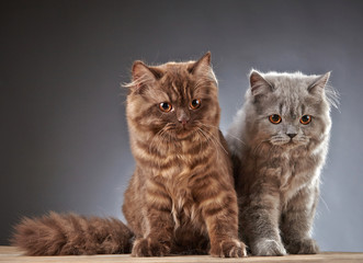 Fototapeta na wymiar two british longhair kittens