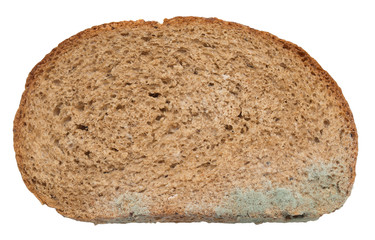 Moldy bread. Isolated on white background