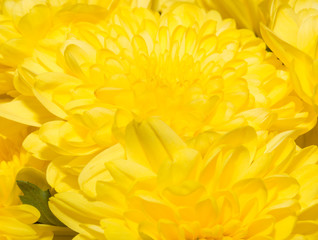 beautiful background of yellow flower